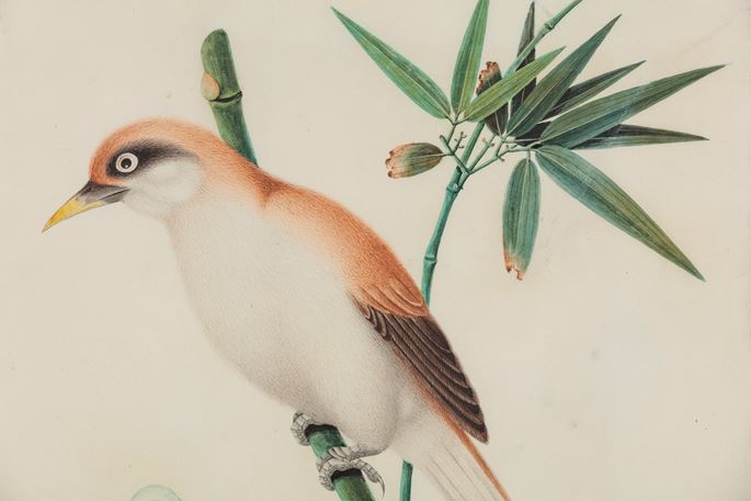 A Study of a Red-Tailed Shrike (Lanius phoenicuroides) | MasterArt